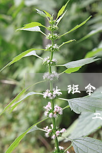 上班拿工資，下班做微商？處理這種員工，3招了解一下